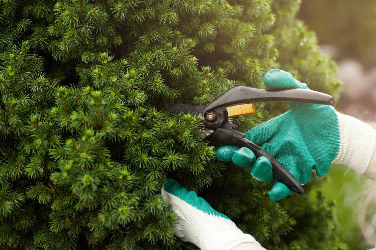 Best Affordable Tree Cutting  in USA